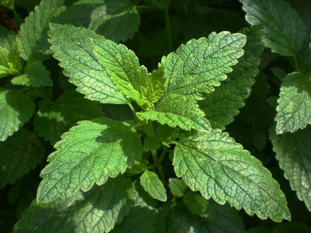 Lemon Balm: A Natural Sleep Aid