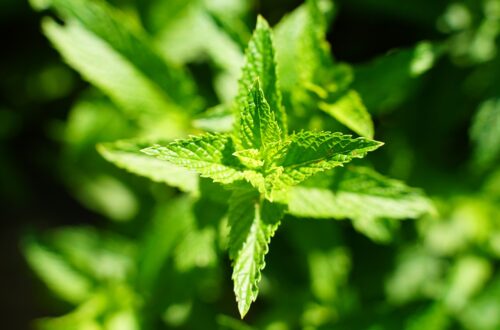 Lemon Balm Tea