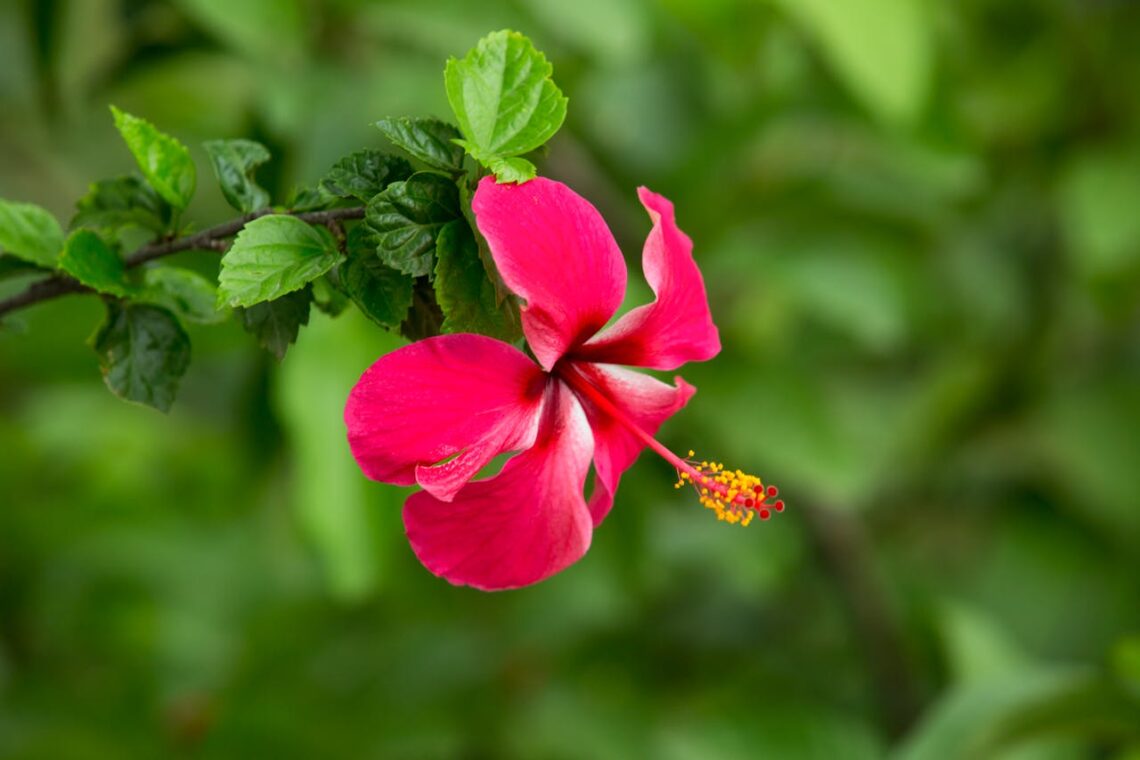 Hibiscus