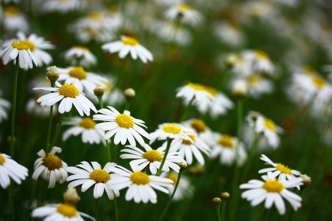 Chamomile Tea