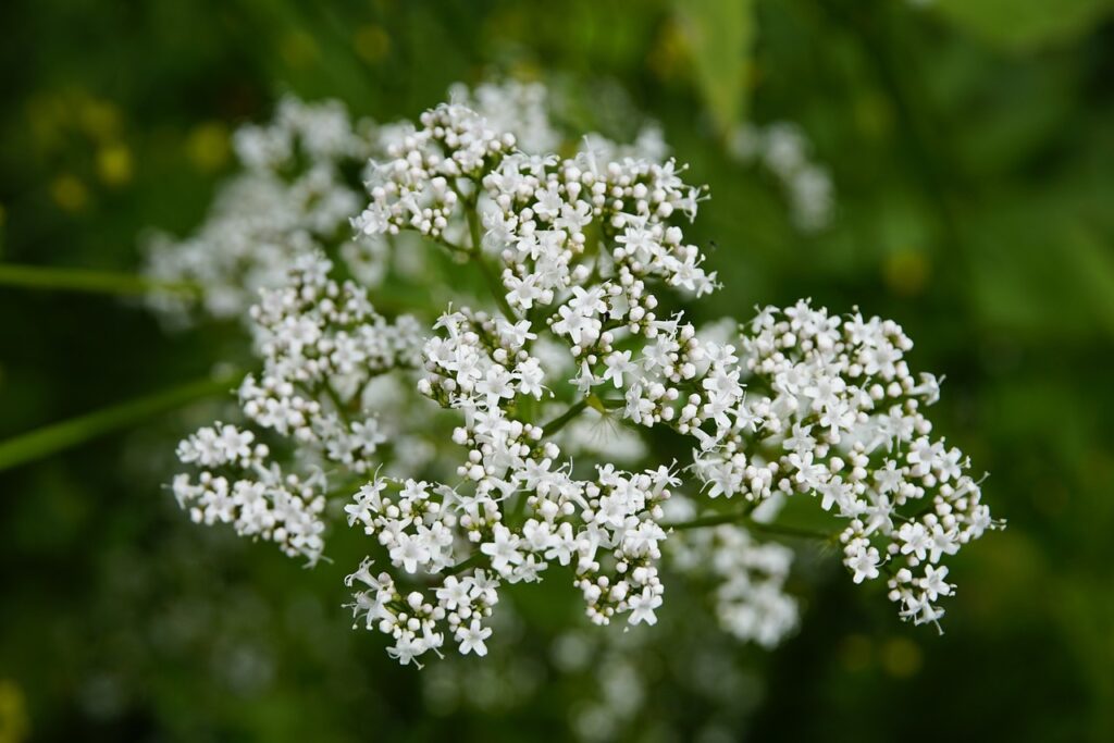 Valerian